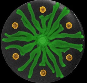 socalbiosiray